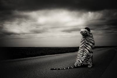 Photograph Anna Hurtig To Love A Tiger on One Eyeland